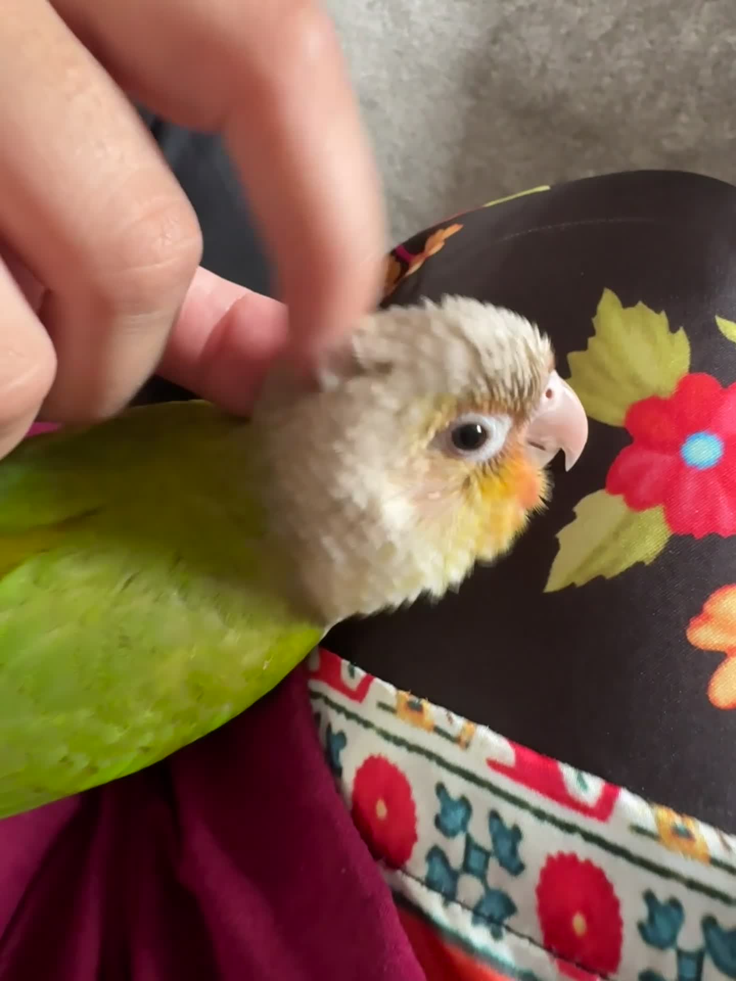 Conures birds for sale: Beautiful hand tame conure - Video 3
