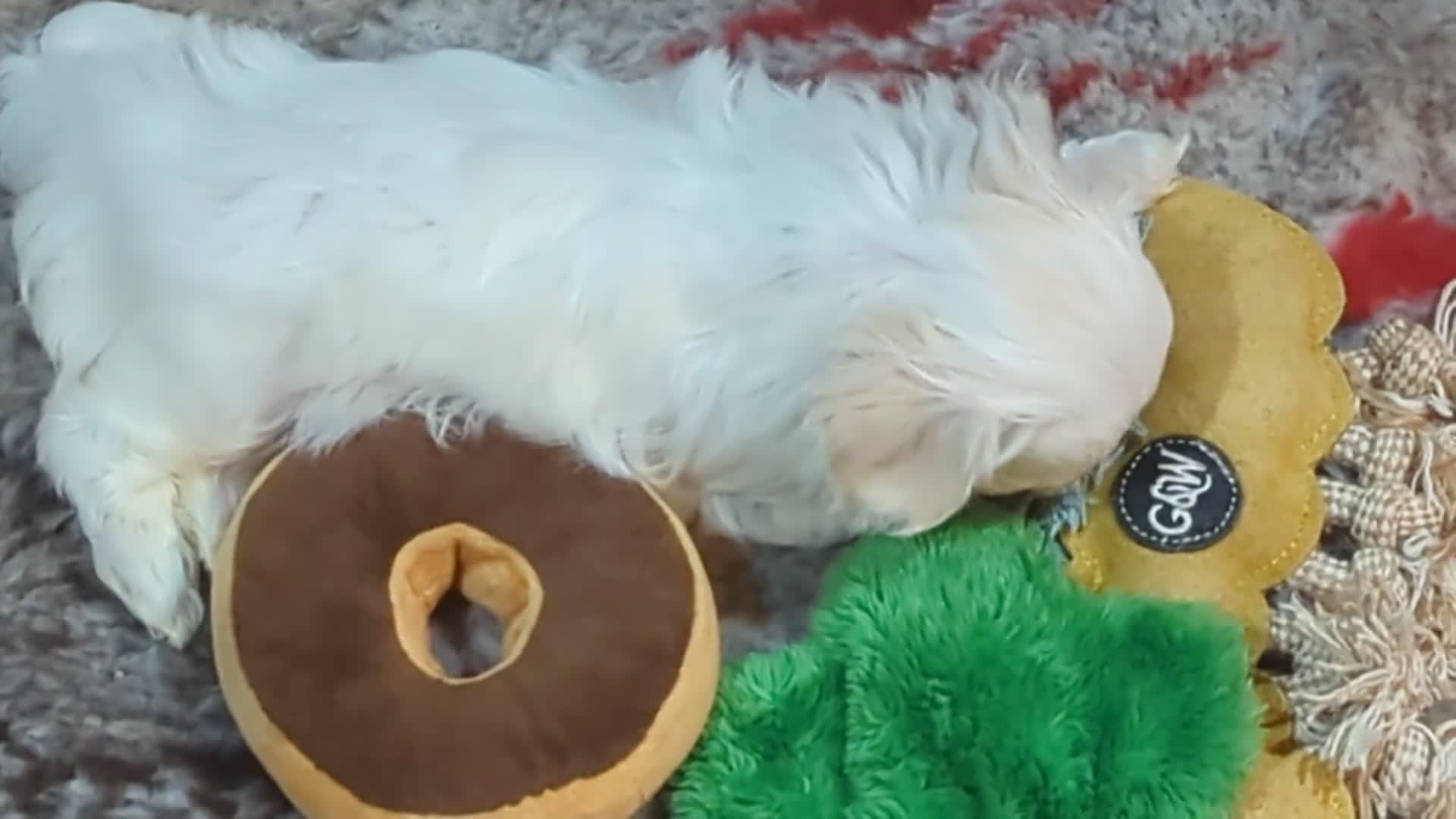 Maltese dogs for sale: Stunning Maltese puppies - Video 1