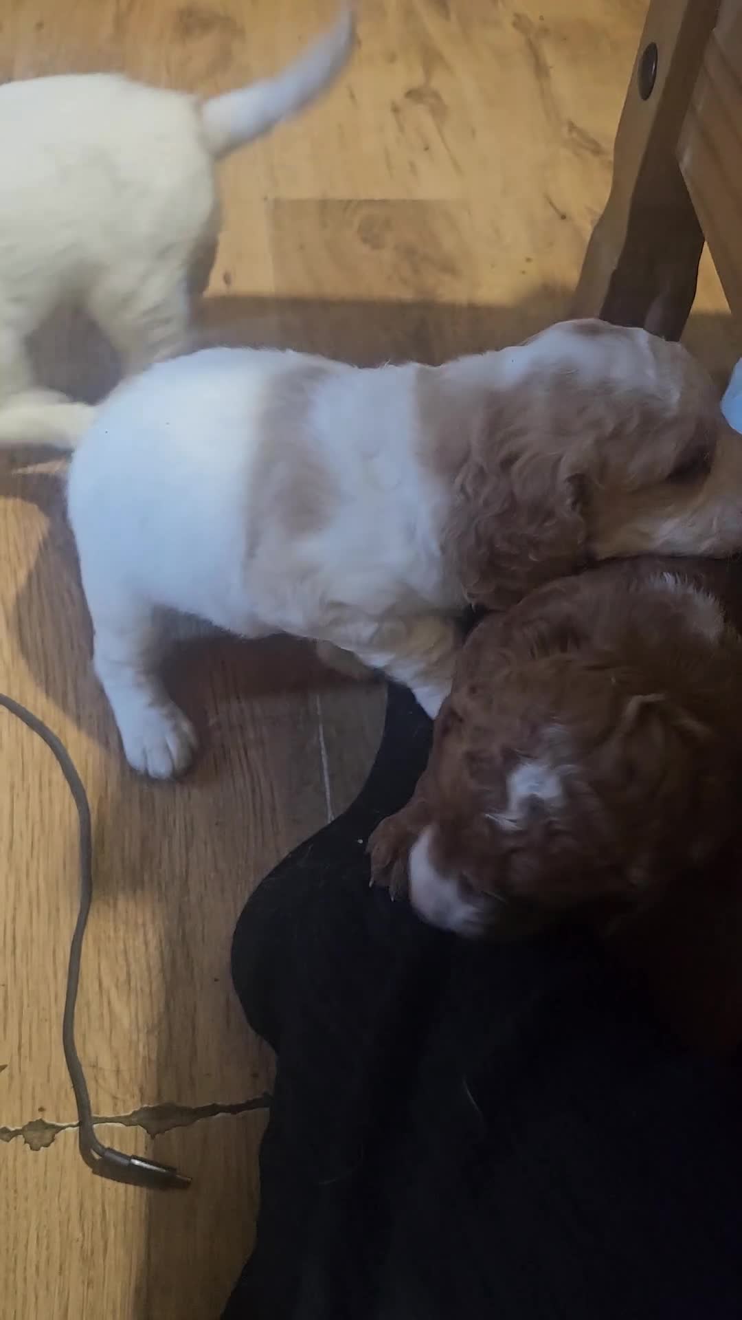 Cockapoo dogs for sale: Only two puppies left! Ready to go 9th December! - Video 2