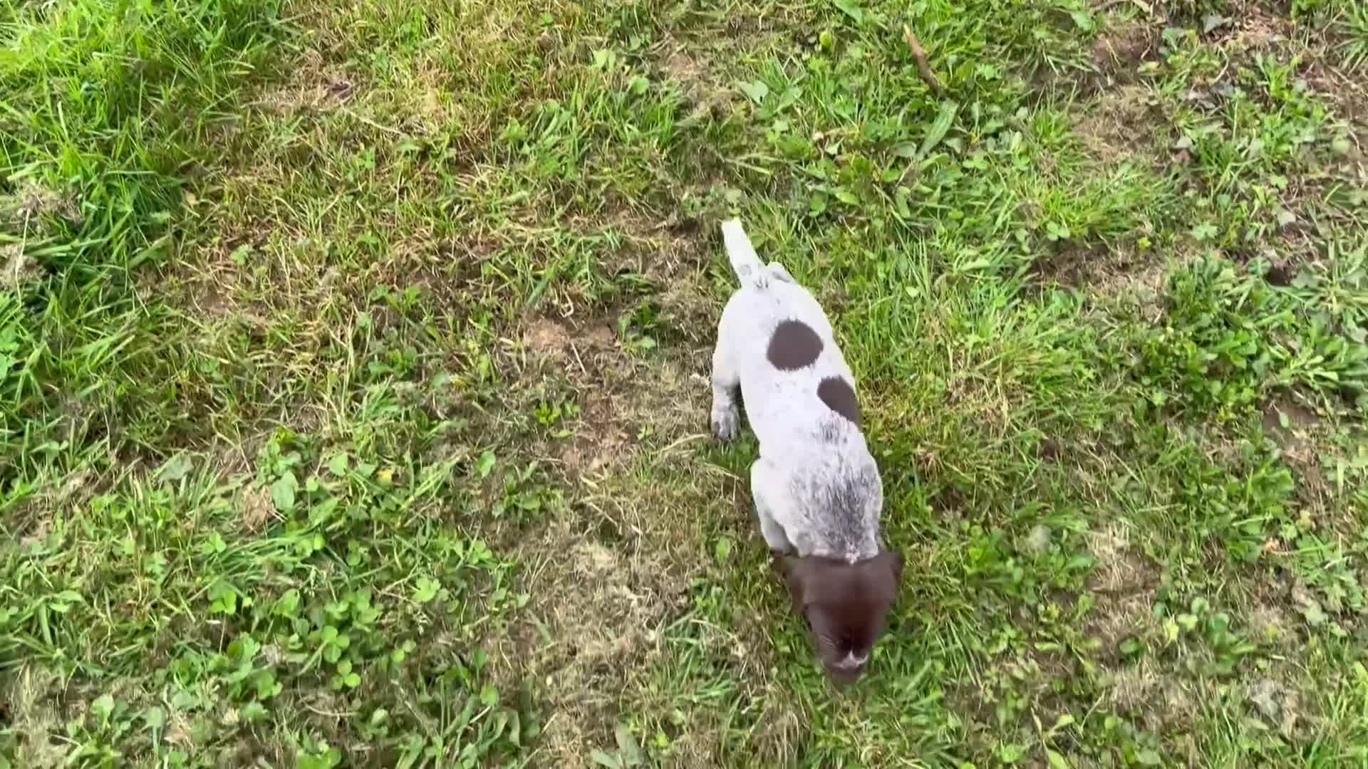 German Shorthaired Pointer dogs for sale: Bred For Temperament and work - Video 2