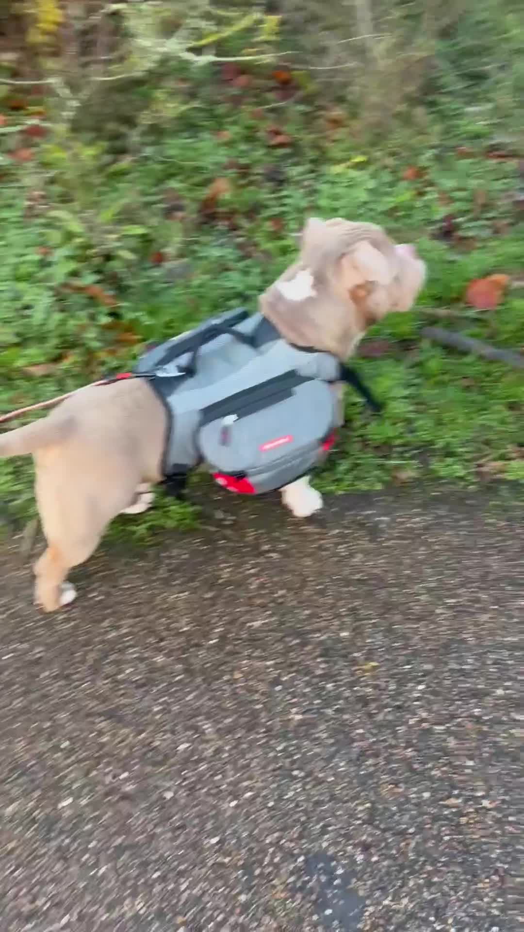 American Bully dogs for sale: American pocket bully boy needs a single owner <3 in London - Video 1