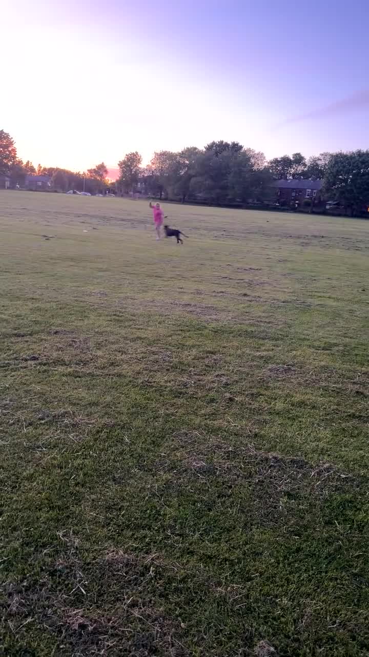 Mixed Breed dogs for sale: Dog needs re homing  in Oldham - Video 1