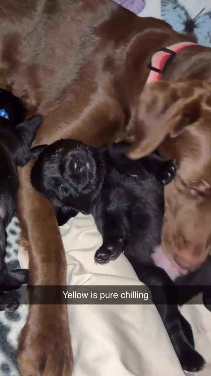 Labrador Retriever dogs for sale: Gorgeous chunky black lab pups🖤 - Video 2