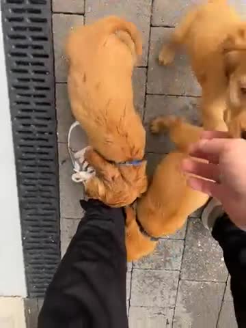 Cocker Spaniel dogs for sale: Beautiful English show Coker Spaniel Pups  in Newry - Video 1