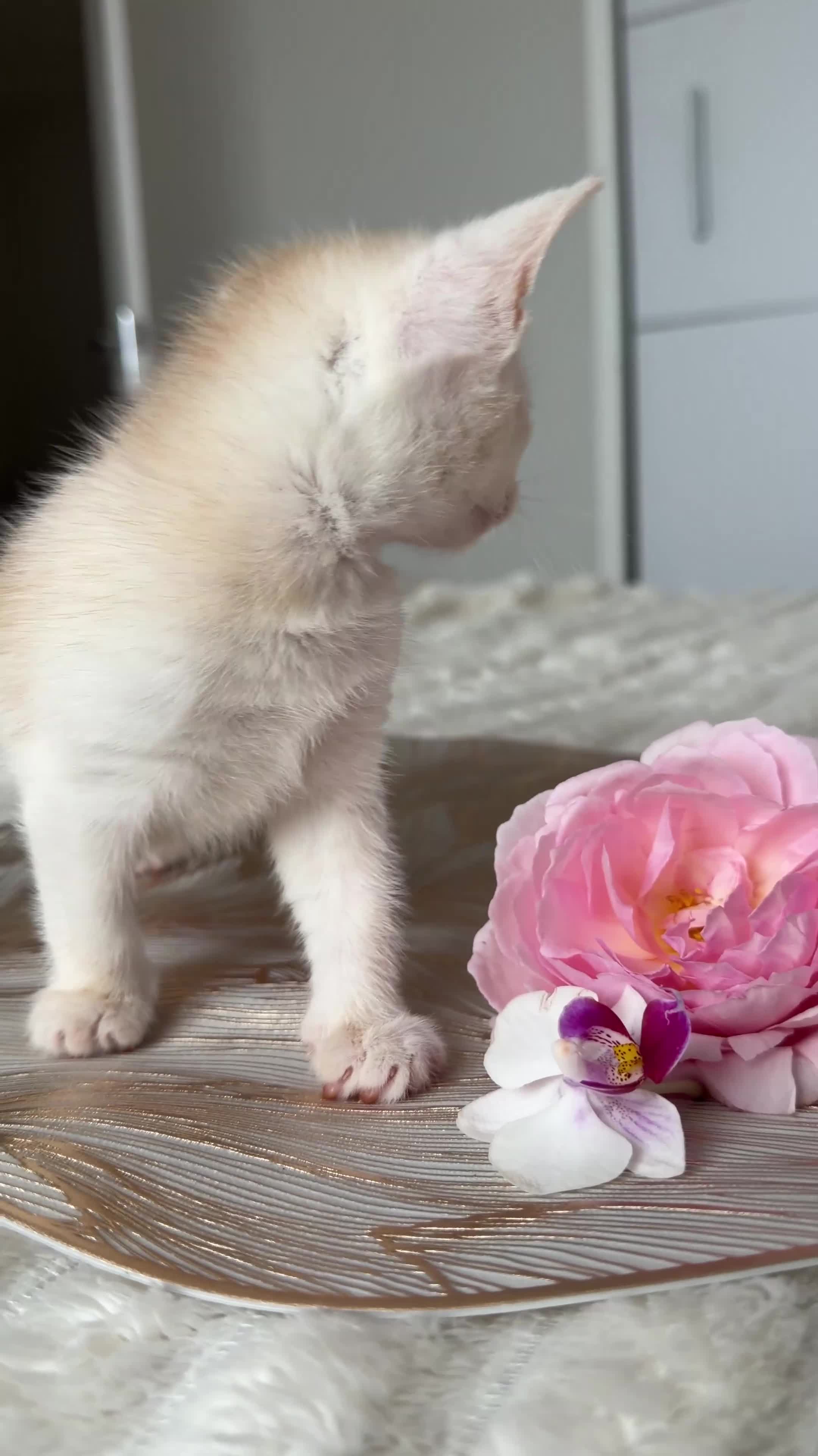 Abyssinian cats for sale: ✨ THE JEWEL OF THE LITTER: Rare Silver Sorrel Girl - Video 1