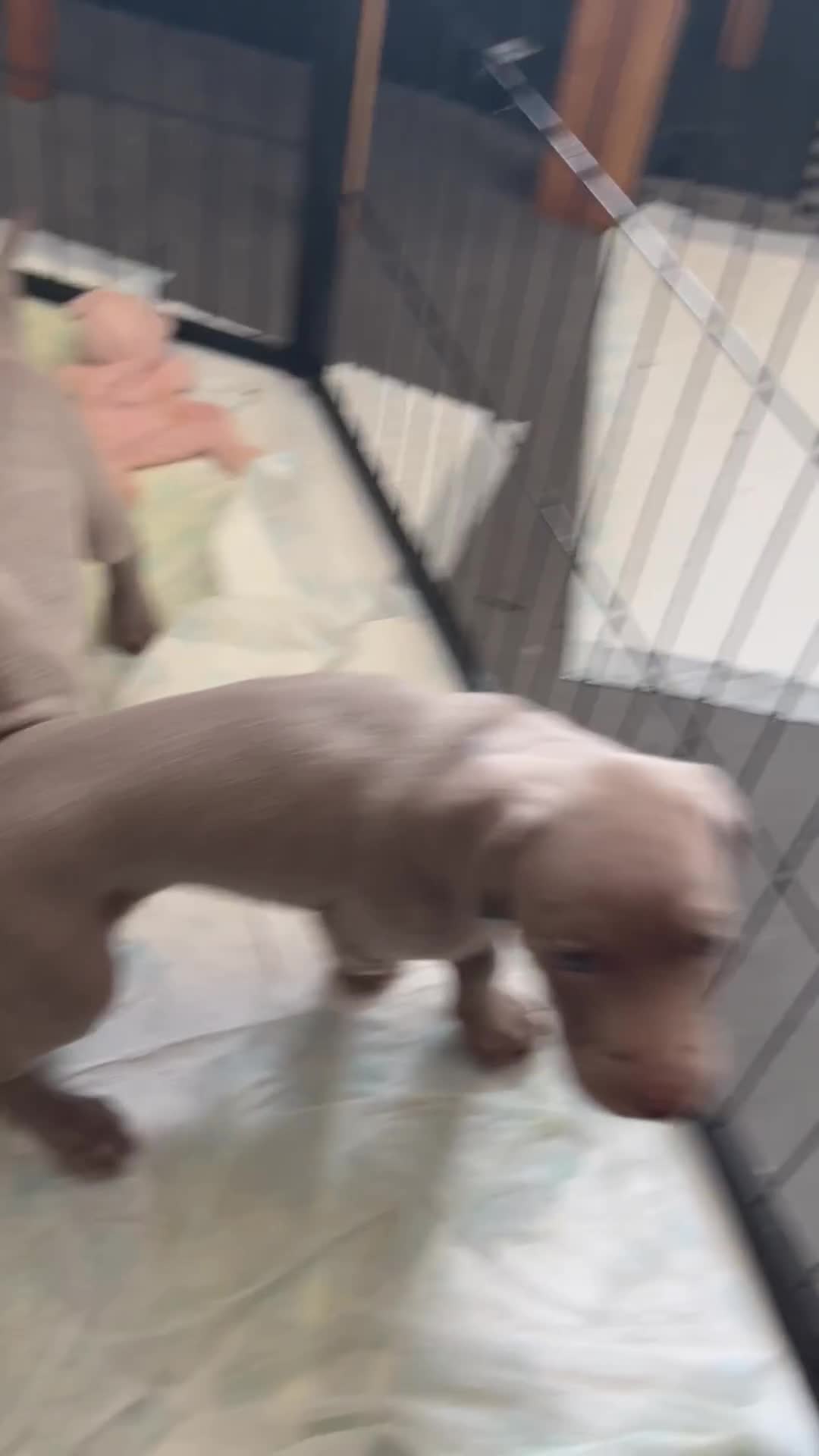 Weimaraner dogs for sale: Weimaraner (1G, 1B)❤️ 🐾READY NOW 🐾❤️ in Telford - Video 4