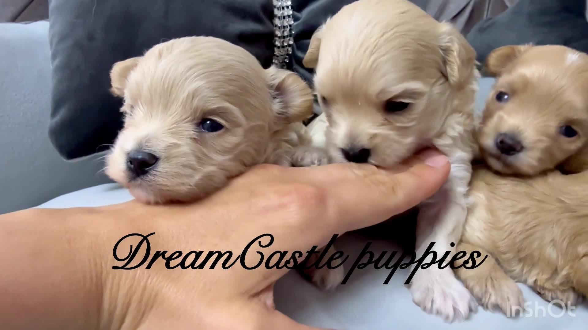 Maltipoo dogs for sale: Tiny maltipoo puppies Asian poodle dad  - Video 3