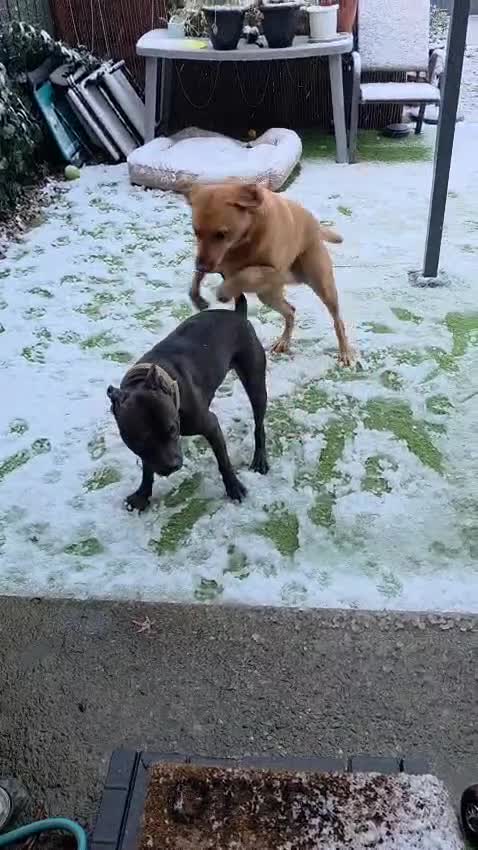 Mixed Breed dogs for sale: Amstaff /staffy  - Video 1