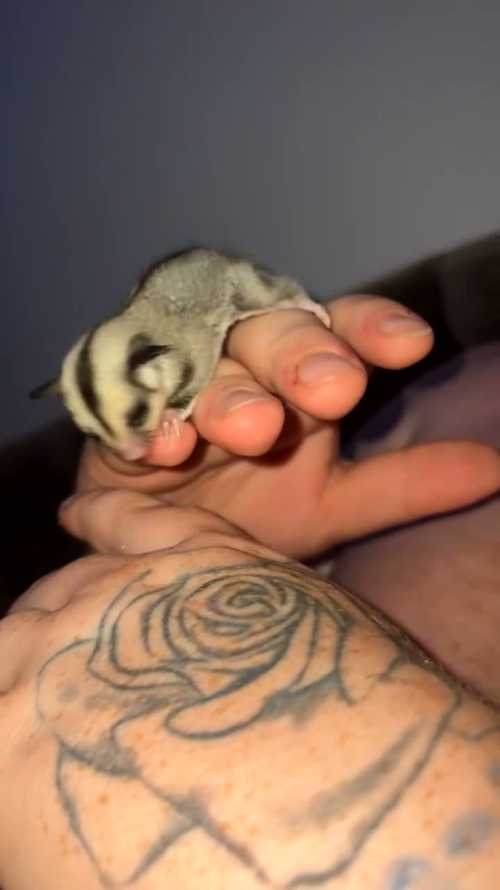 Sugar Glider rodents for sale: Male and female sugar gliders in Poulton-le-Fylde - Video 1