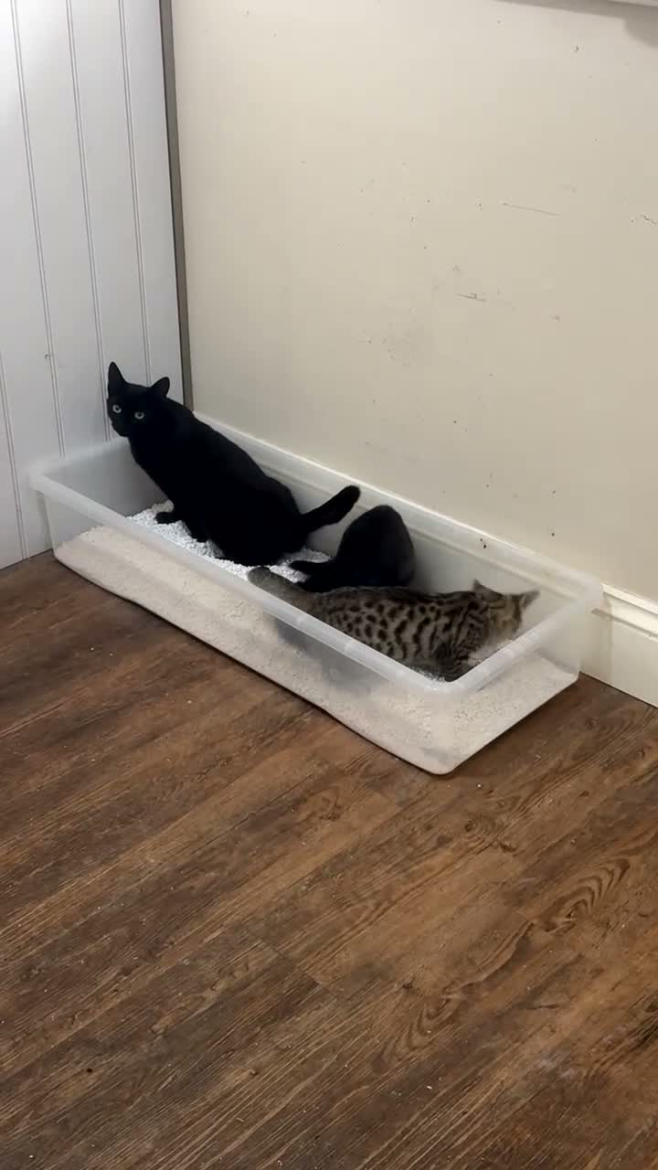 Domestic Shorthair cats for sale: 12 wk old tabby kitten in Corwen - Video 5