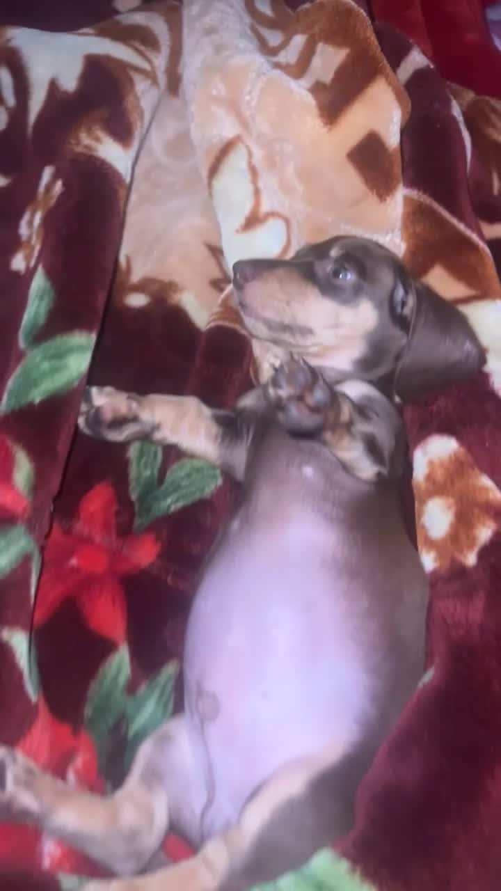 Dachshund dogs for sale: Milo  in Waltham Abbey - Video 1