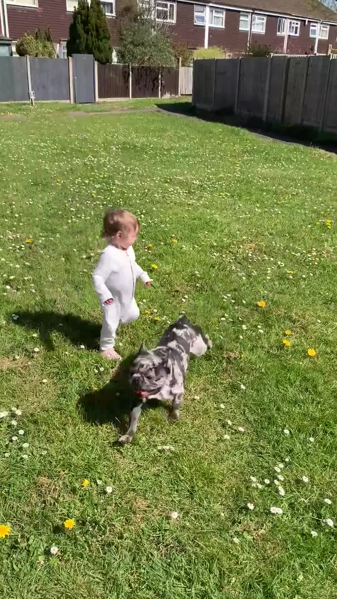 French Bulldog dogs for sale: French bulldog for sale - Video 1