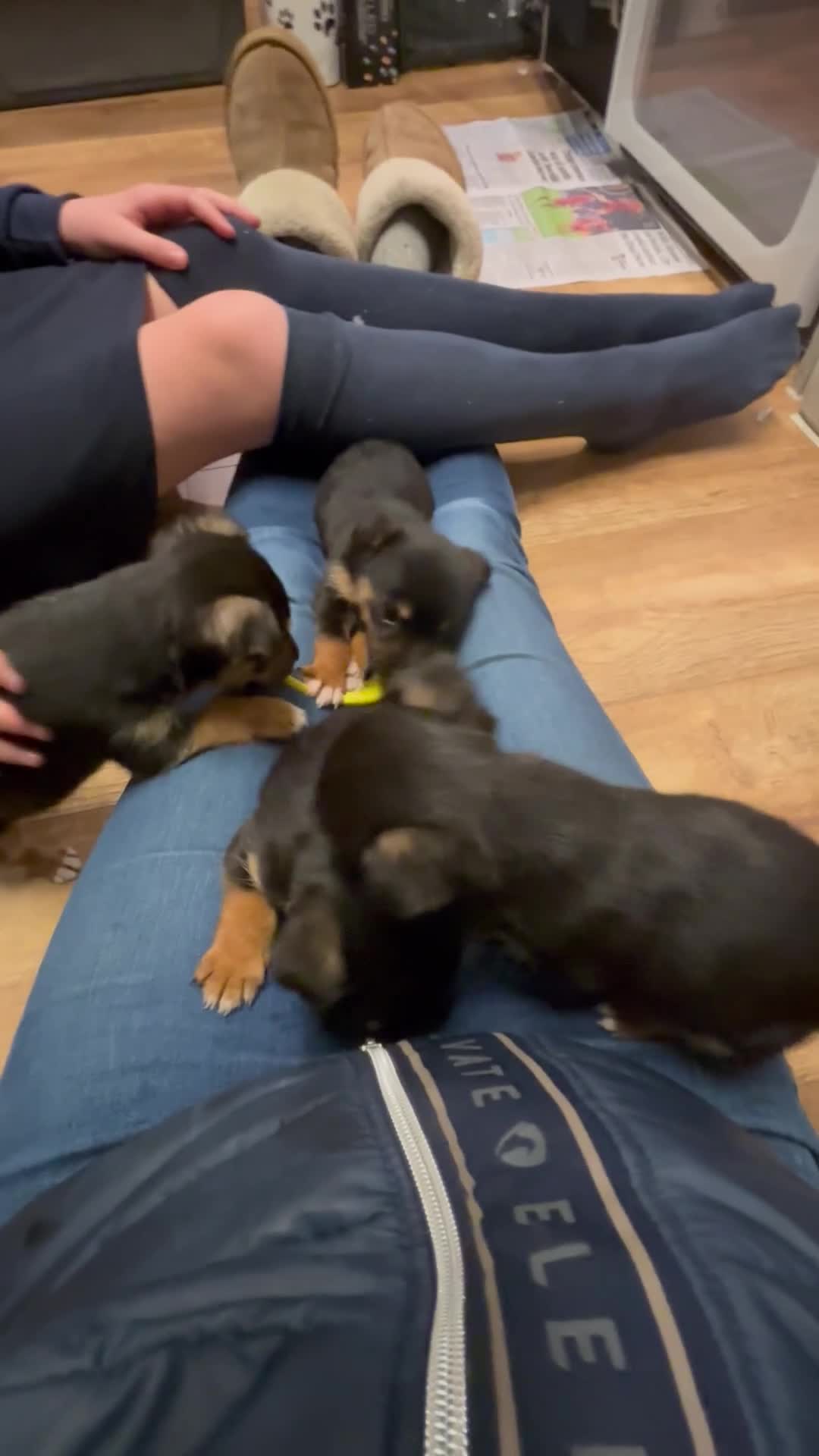 Mixed Breed dogs for sale: Stunning Jack Russell pups ready for loving homes  - Video 1