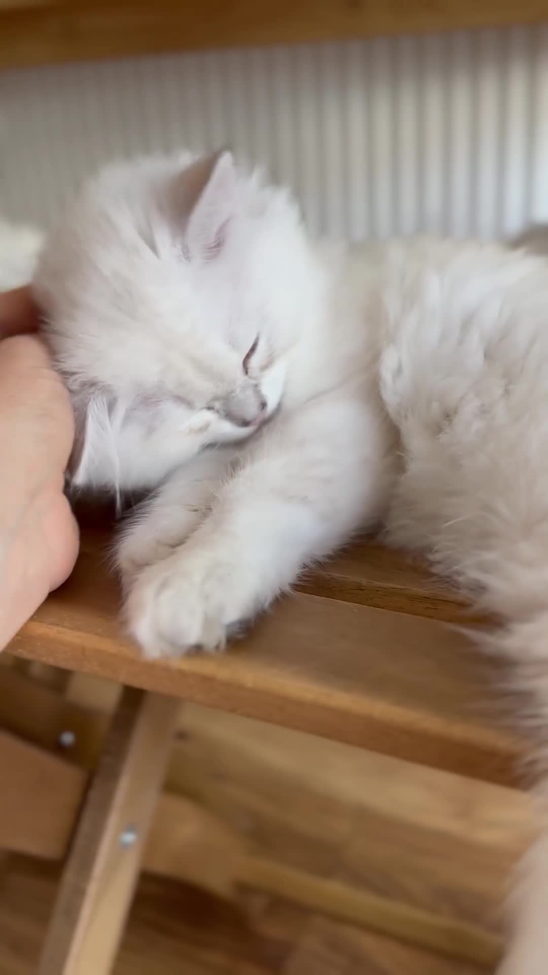 British Longhair cats for sale: Boy white gold and silver 😍 - Video 3