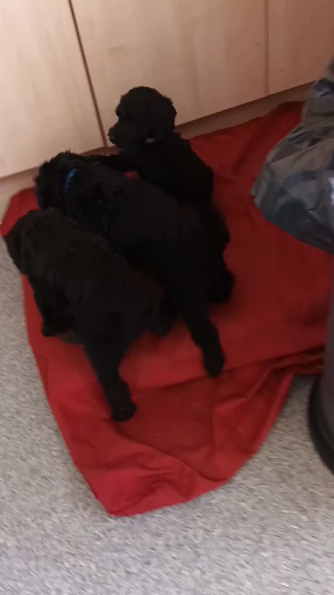 Labradoodle dogs for sale: F,1,B Standard labradoodles - Video 2