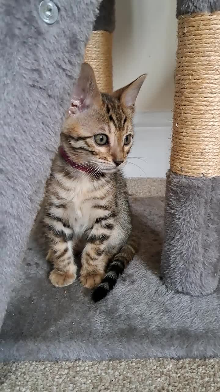 Bengal cats for sale: Beautiful TICA Bengal Kittens - Video 2
