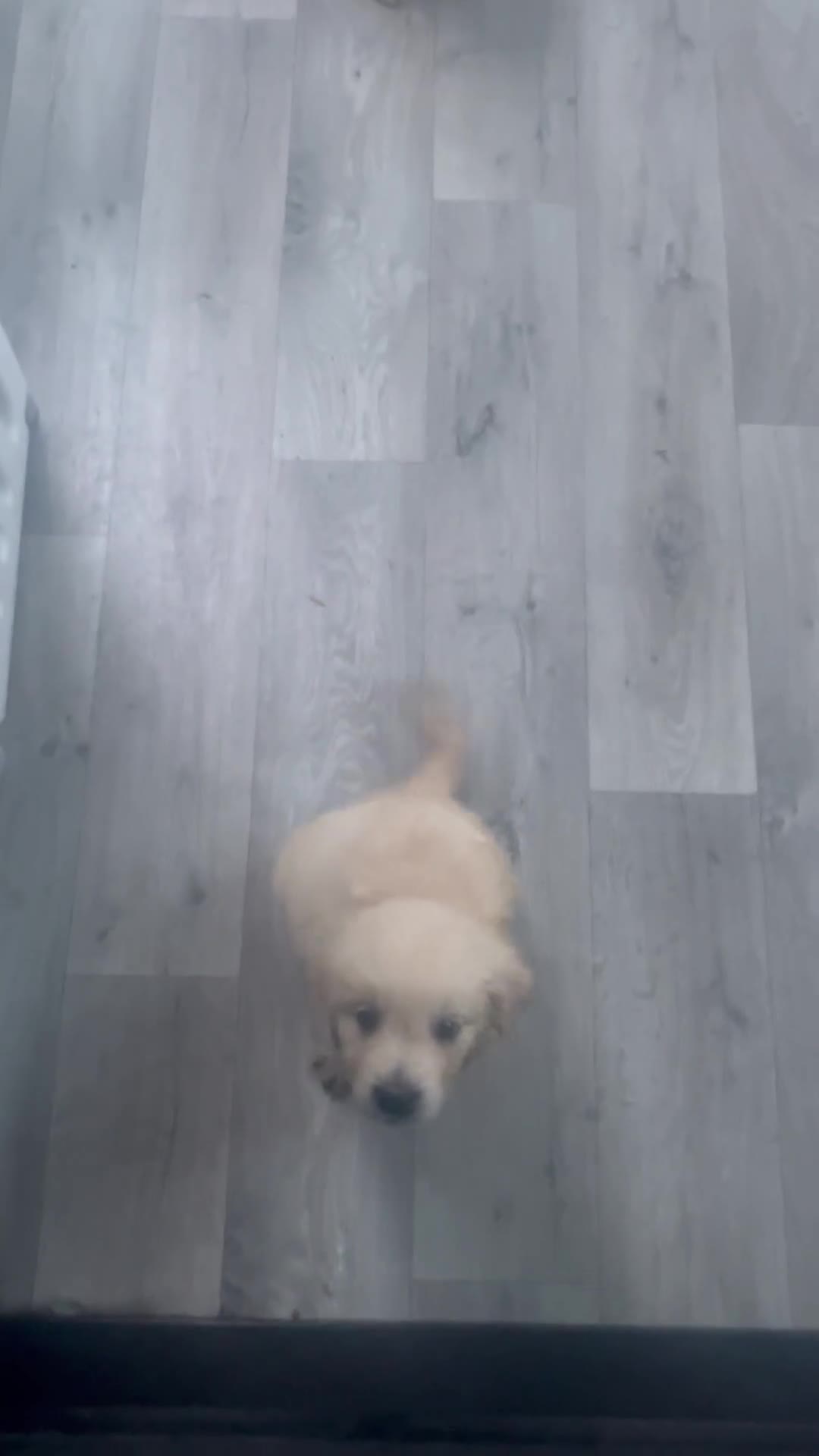 Golden Retriever dogs for sale: price now £1800 each  - Video 1