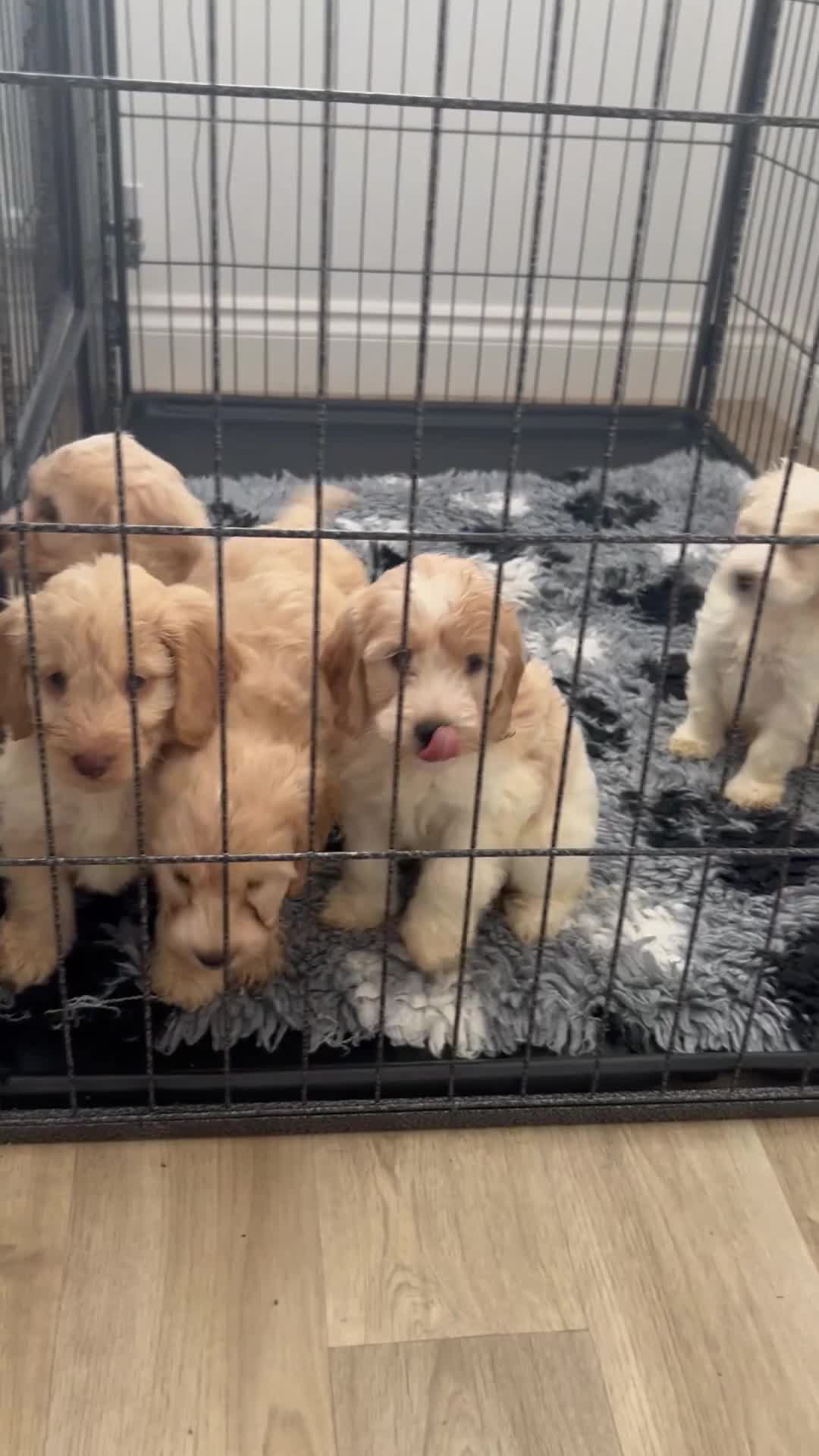 Cockapoo dogs for sale: Cockapoo males and females  - Video 1