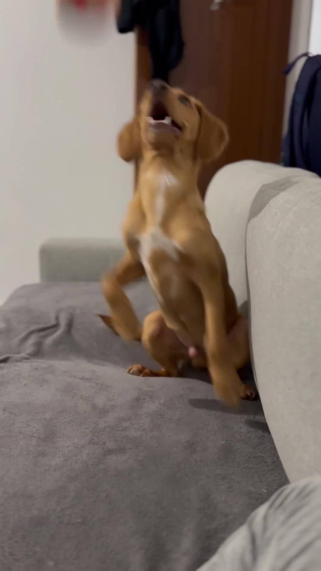 Cockerdor dogs for sale: Lab/Spaniel puppy - Video 2