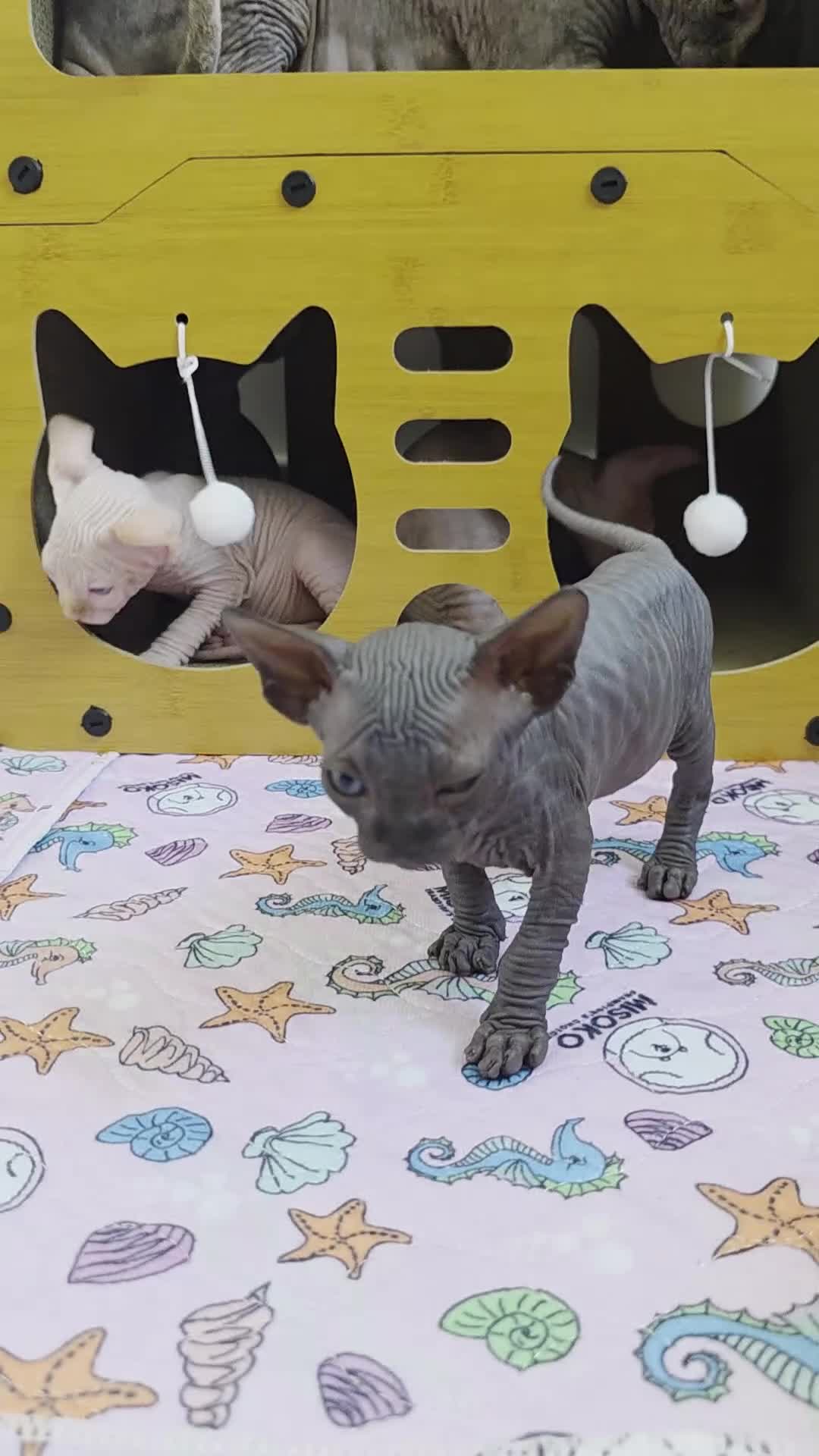 Sphynx cats for sale: 😻 Beautiful Sphynx Boy Looking For Forever Home  - Video 1