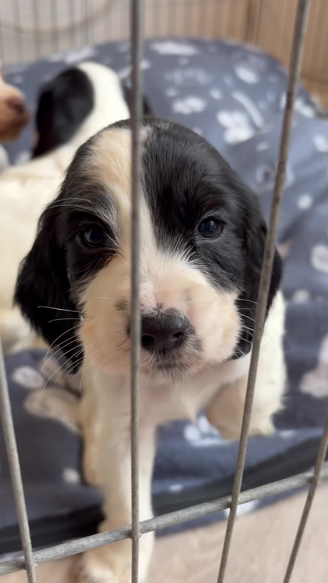 Cocker Spaniel dogs for sale: Adorable cocker spaniel puppies  - Video 4