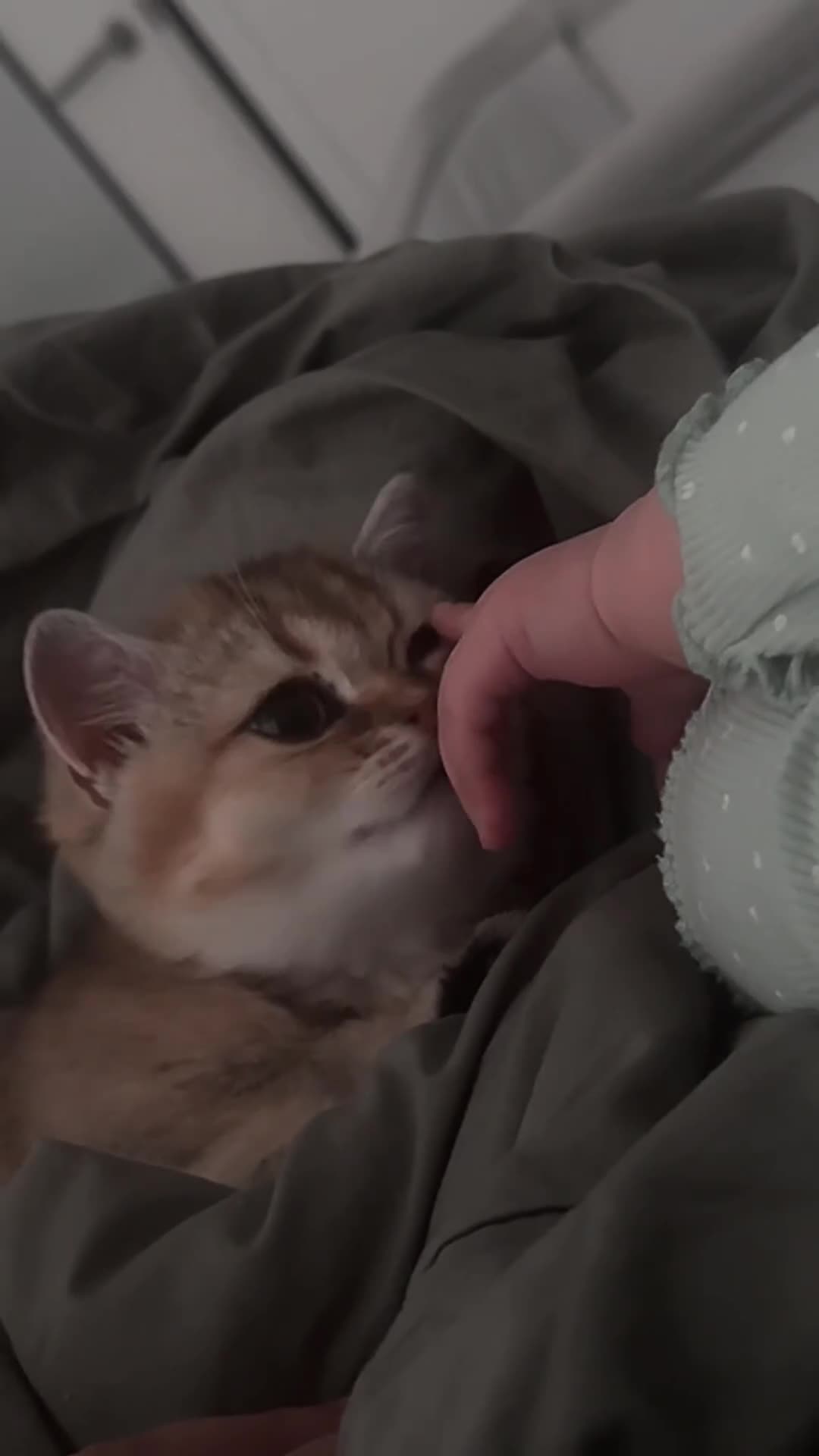 Munchkin cats for sale: Cute munchkin kitten needs to be rehomed  in London - Video 1