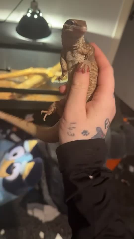 Monitor reptiles for sale: Ackie monitors  - Video 1