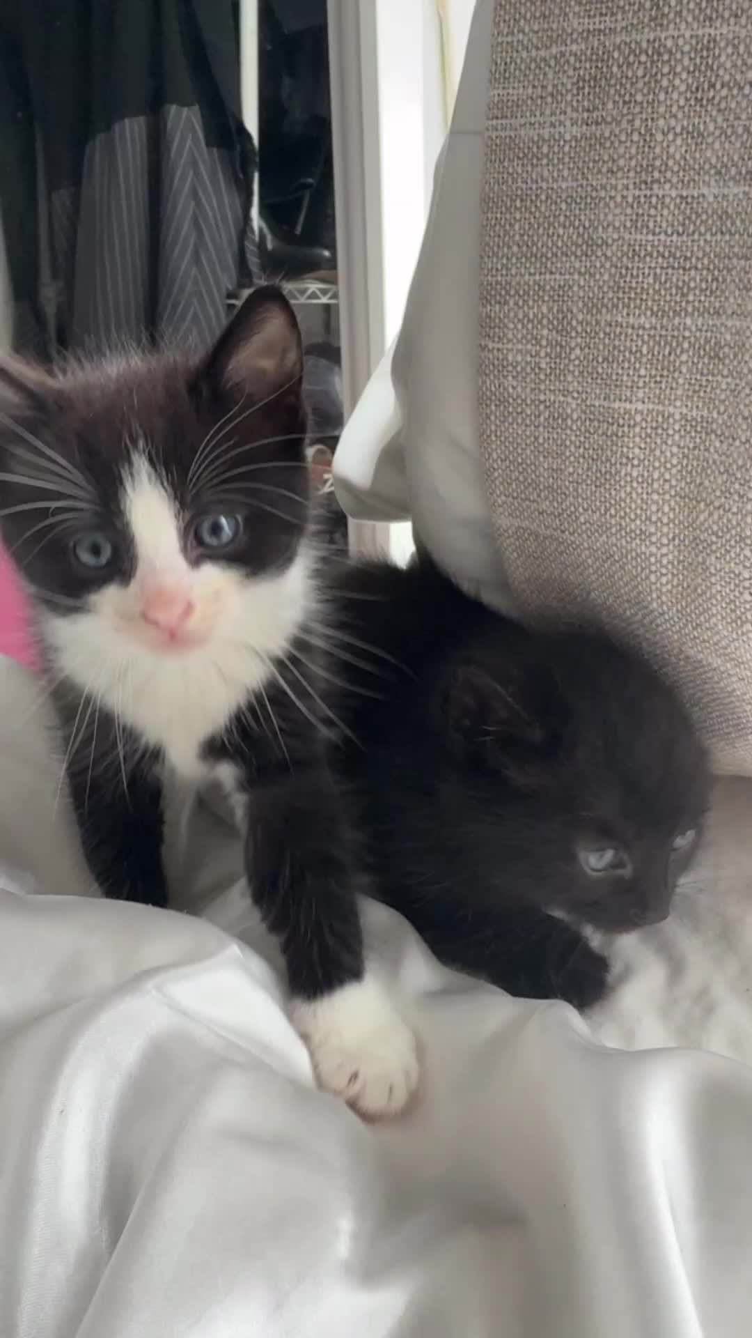 Mixed Breed cats for sale: Adorable 6 week Kittens Looking for Loving Homes! - Video 5