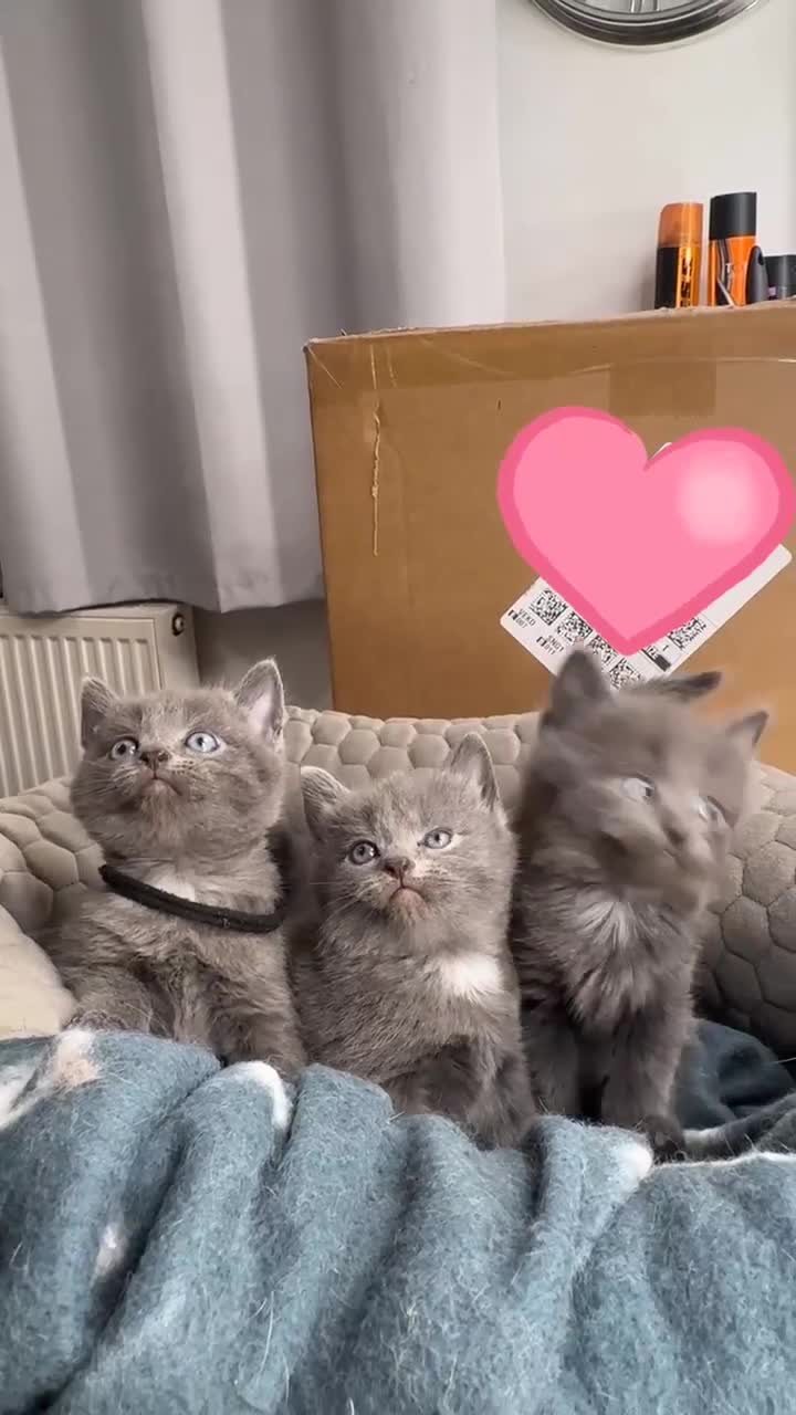 Mixed Breed cats for sale: 2GORGEOUS BSH x NEBELUNG KITTENS 🐾 1 BOY & 1 GIRL - Video 3