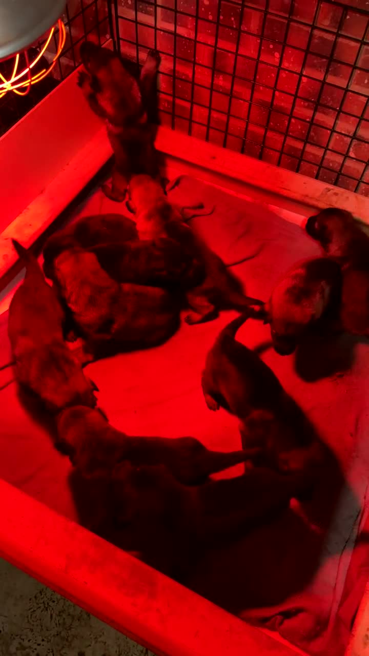 German Shepherd dogs for sale: German shepherd pups  - Video 2