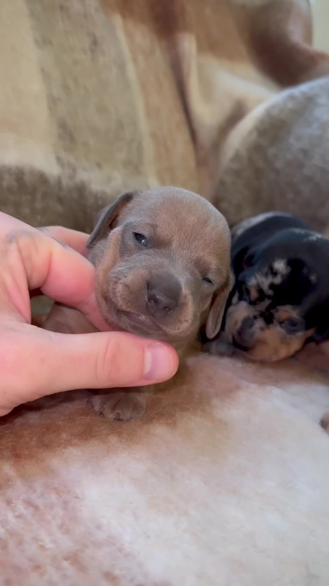 Miniature Dachshund dogs for sale: Miniature Dachshund  in Leigh-on-Sea - Video 1