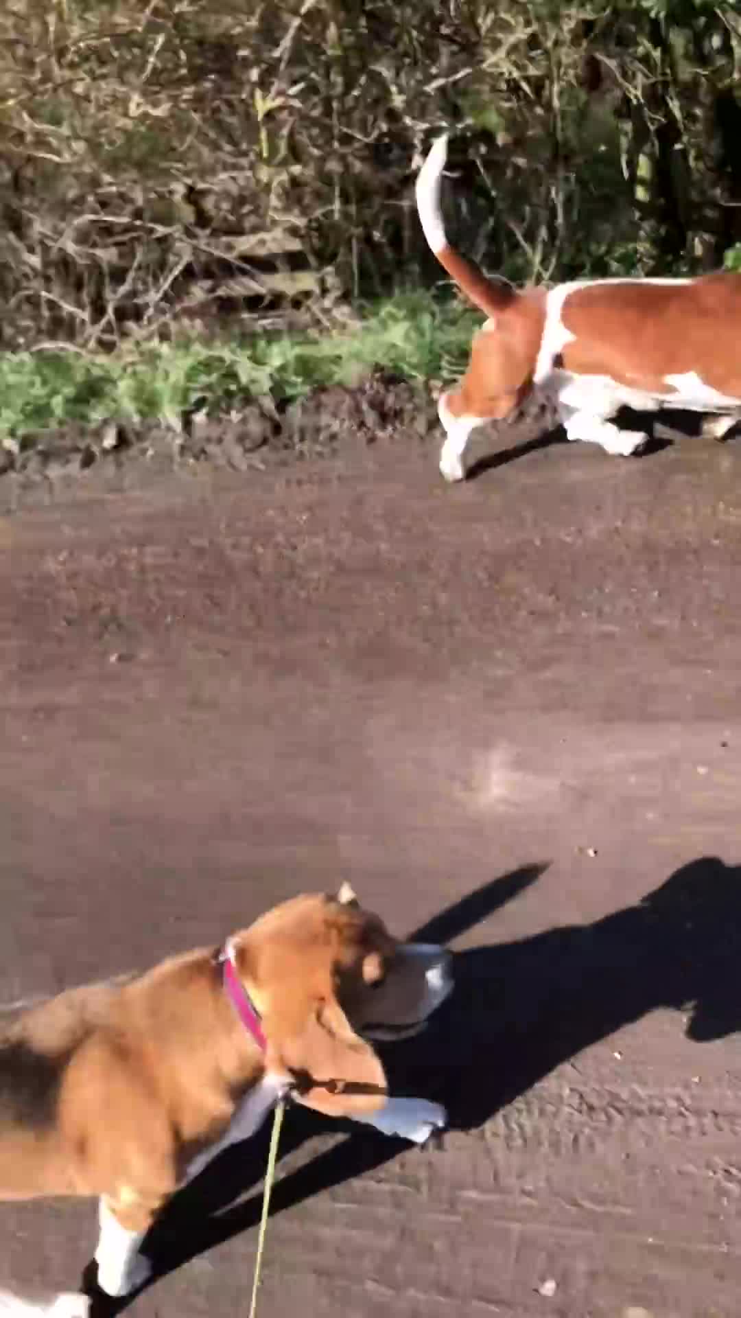 Basset Hound dogs for sale: Finnish dog - Video 1