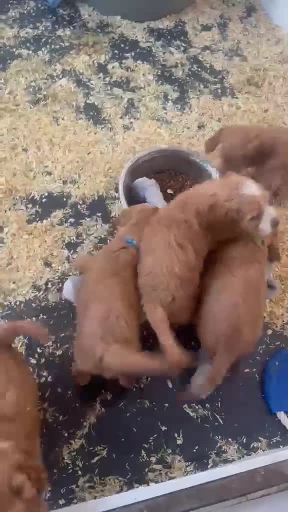 Cockapoo dogs for sale: 3 playful  F1  cockapoo boys ready to leave - Video 2