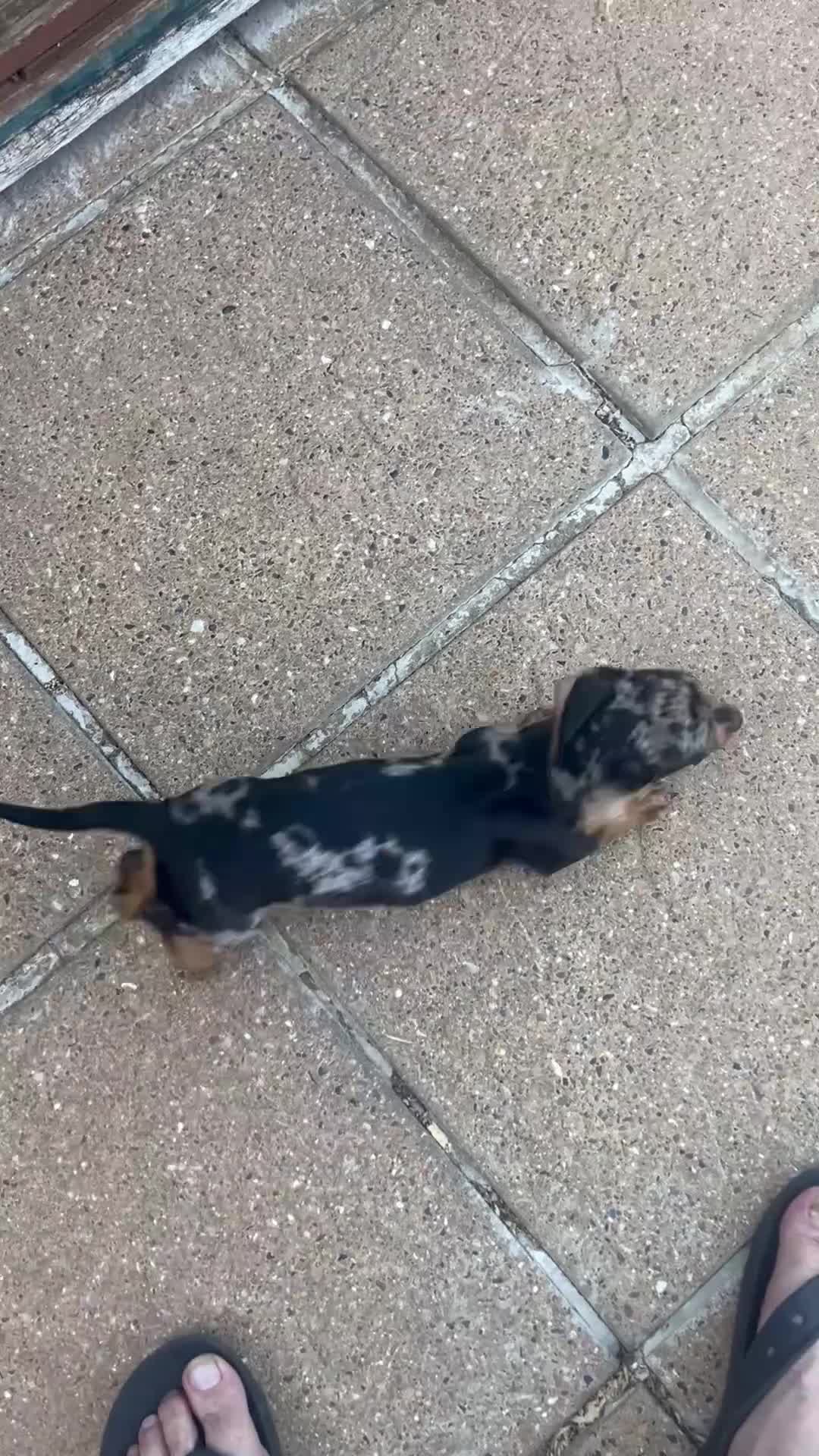 Dachshund dogs for sale:  1 brown Dachshund girl puppy remaining  - Video 2