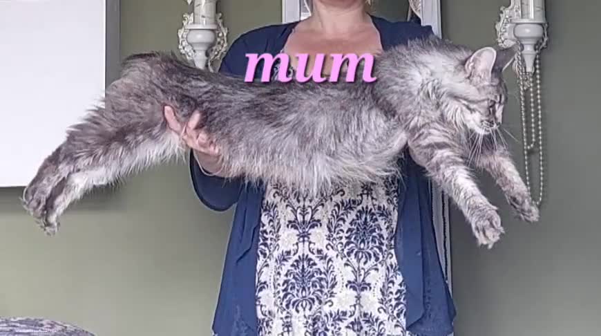 Maine Coon cats for sale: 🌟 Ready now 🌟 Russian Bloodline Maine Coons  - Video 1