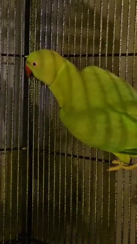 Ringnecks birds for sale: Ringneck parrot - Video 1