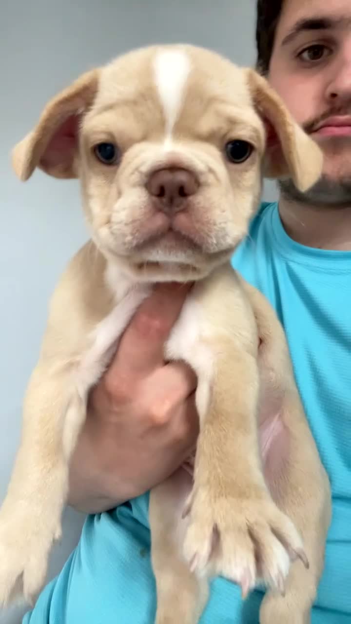 French Bulldog dogs for sale: QUALITY FRENCH BULLDOGS  - Video 2