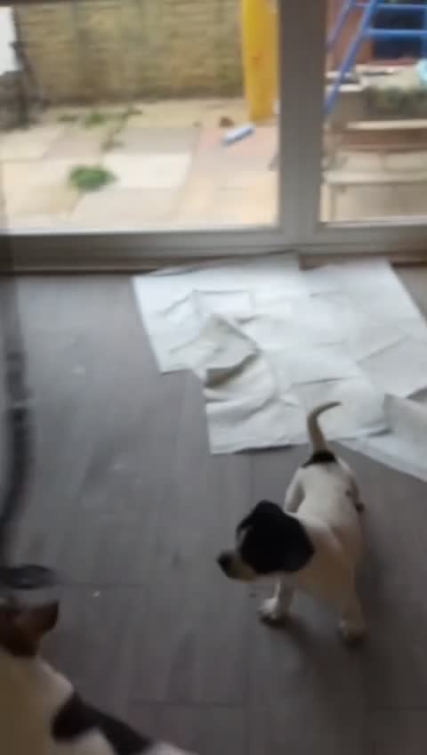 Mixed Breed dogs for sale: 🐾Cocker-Pie (Mini Hippo)s🐾 - Video 4