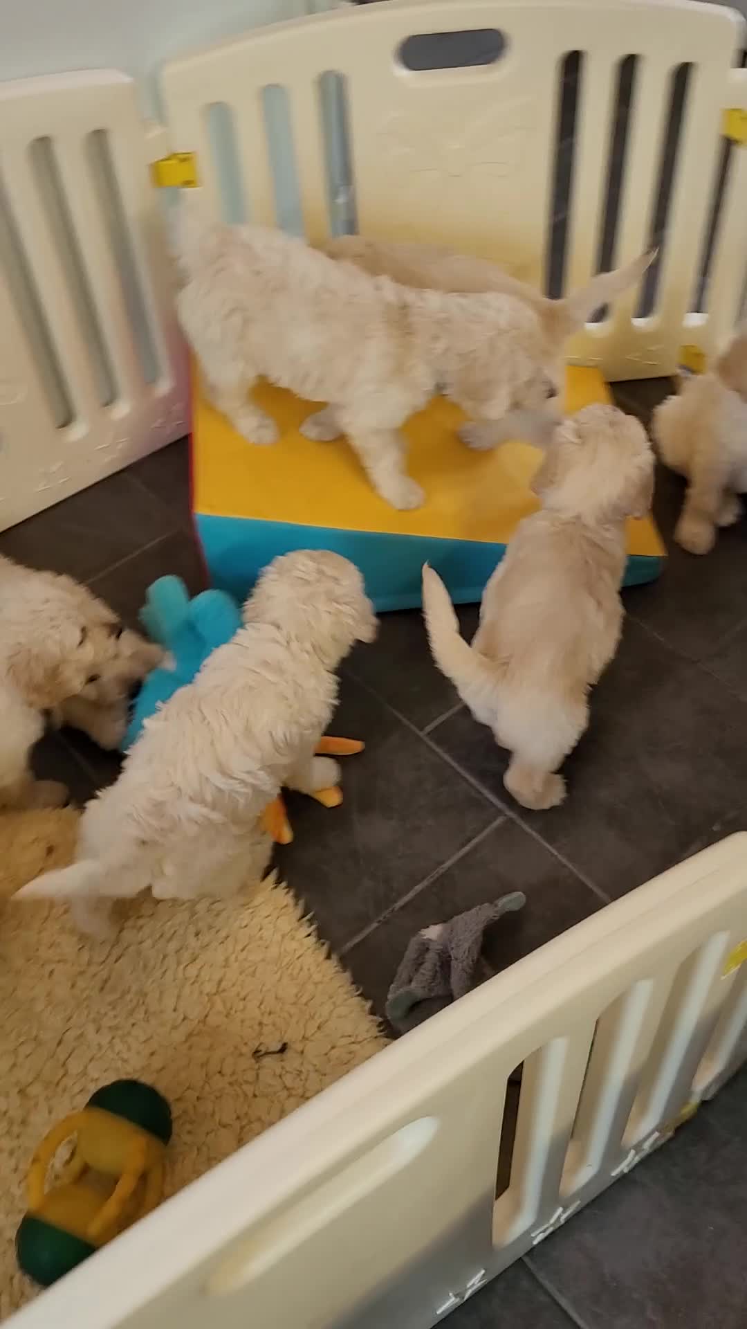 Goldendoodle dogs for sale: Goldendoodles F1, both parents hip scored          - Video 1