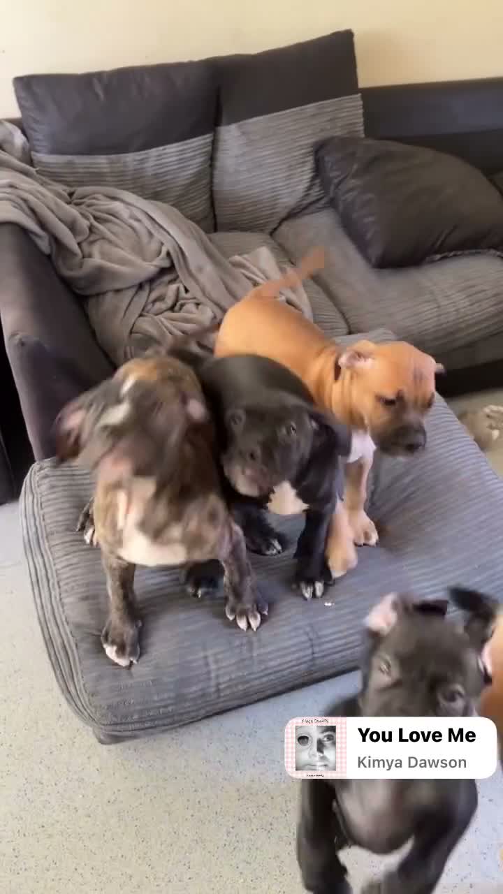 Mixed Breed dogs for sale: Bandogge mastiff pups  - Video 2
