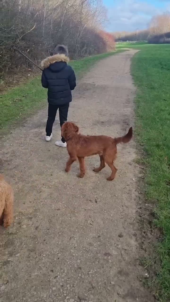 Labradoodle dogs for sale: Labradoodle for red - Video 1