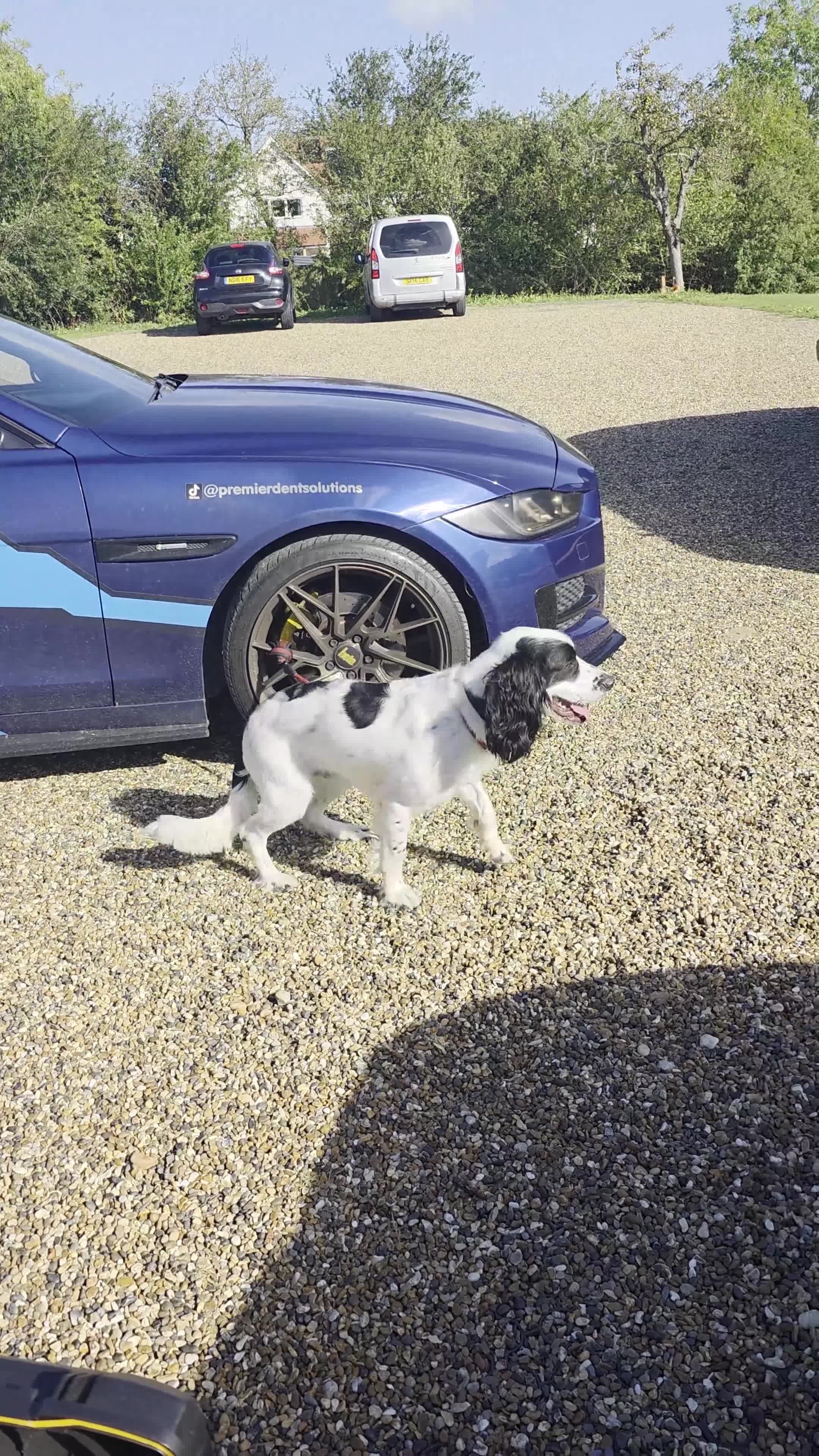 English Springer Spaniel dogs for sale: MEET ARLO (English Springer) 2 years old - Video 1