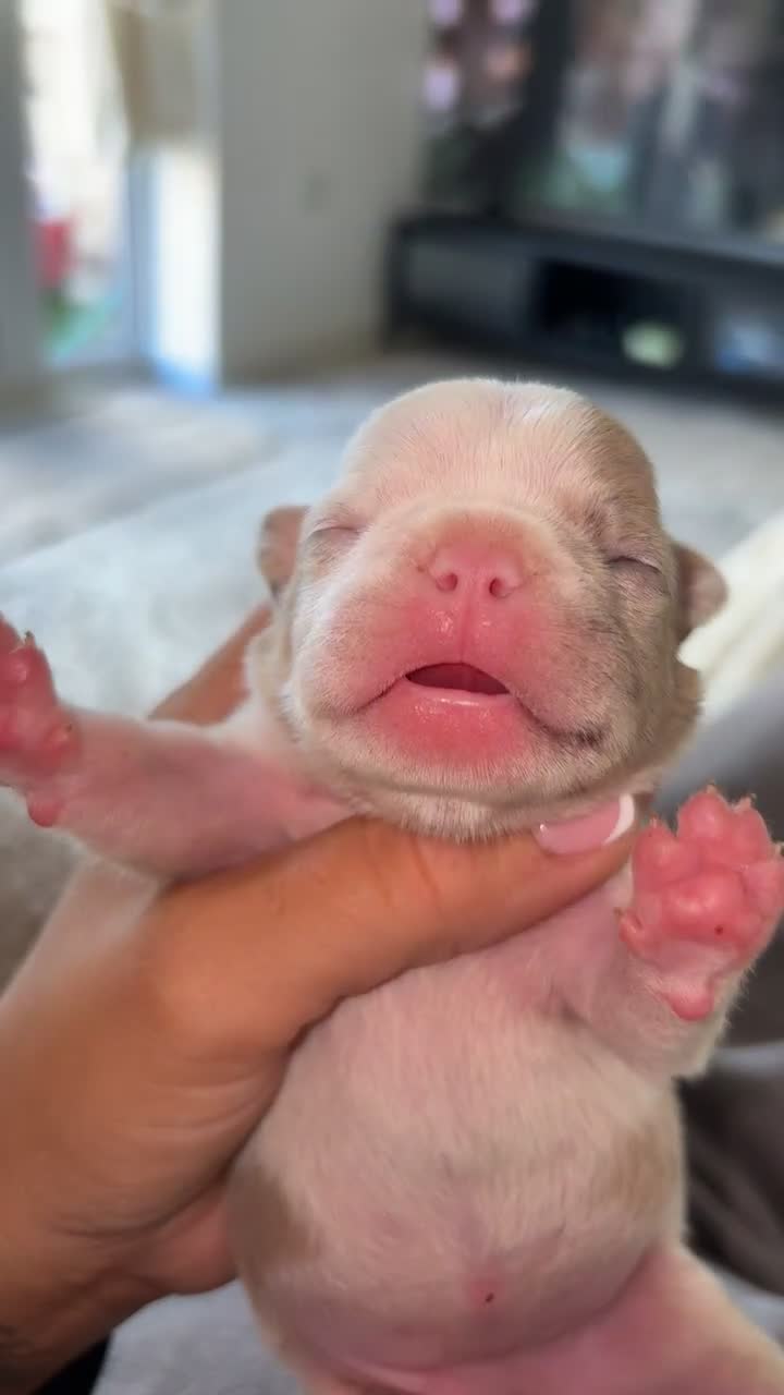 French Bulldog dogs for sale: French bulldog puppies  - Video 1