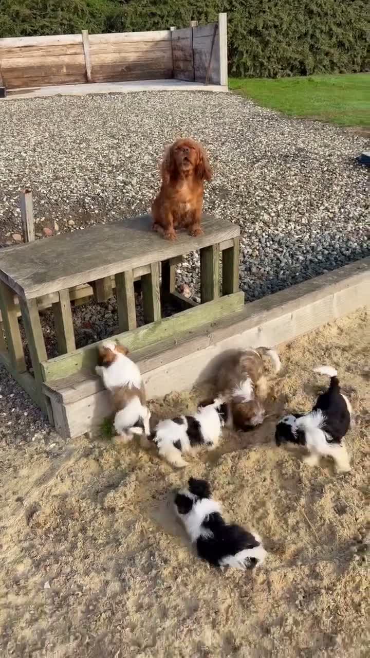 Cava Tzu dogs for sale: Gorgeous Cavatzus – Cavalier × Shih Tzu Puppies - Video 2