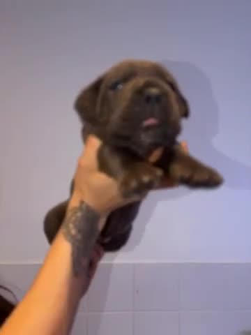 Cane Corso dogs for sale: ✨Top Quality Russian Bloodline Cane Corso Puppies✨ - Video 1