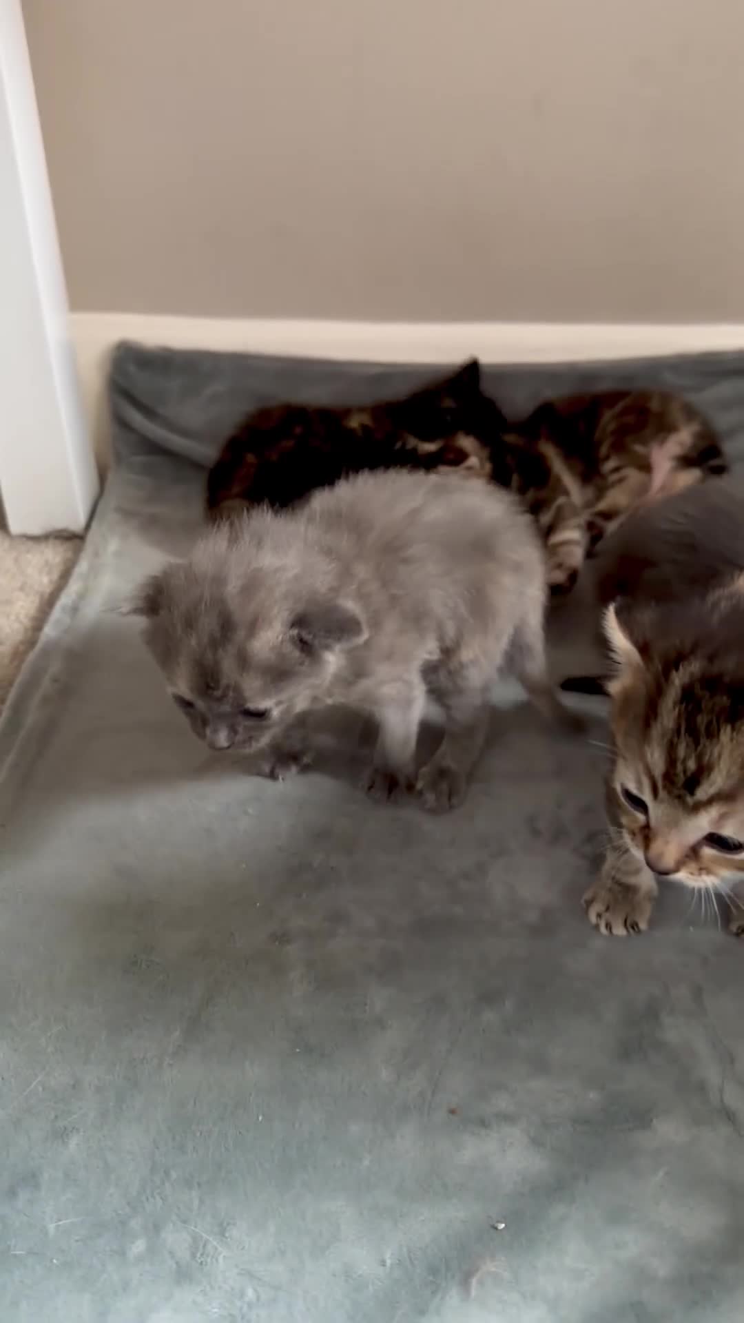 Mixed Breed cats for sale: Lovely Litter Of Mixed Kittens in Hull - Video 5