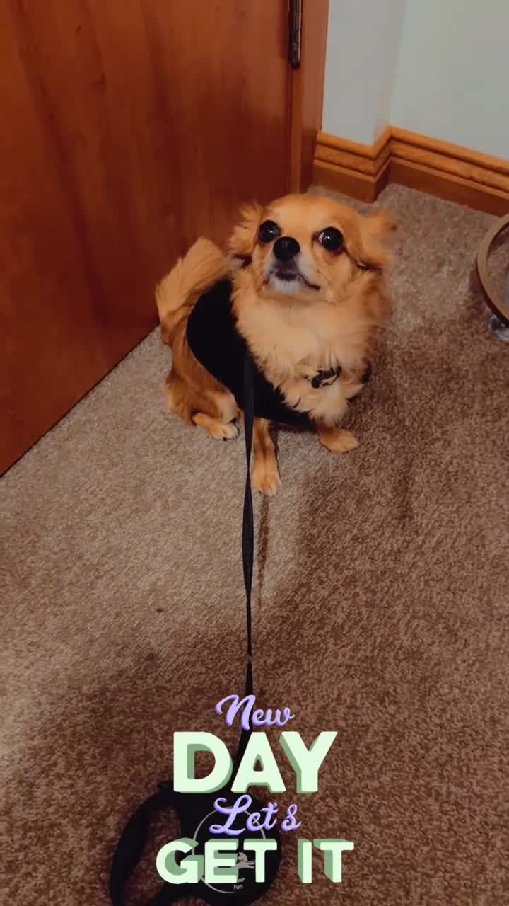 Chihuahua dogs for sale: Tessa  - Video 3