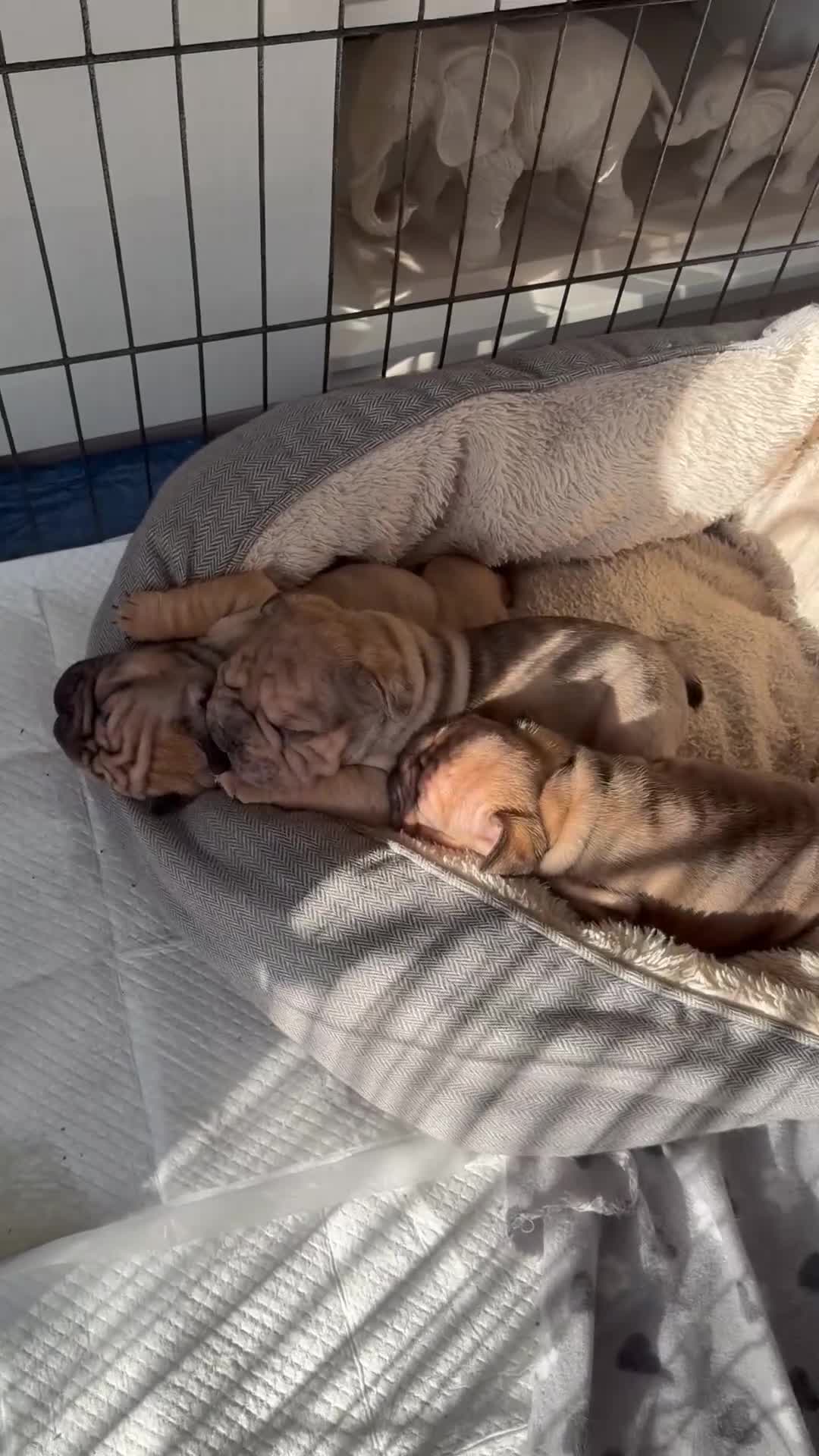 French Bulldog dogs for sale: 5 beautiful Kc reg pups carrying  **  & fluffy - Video 1