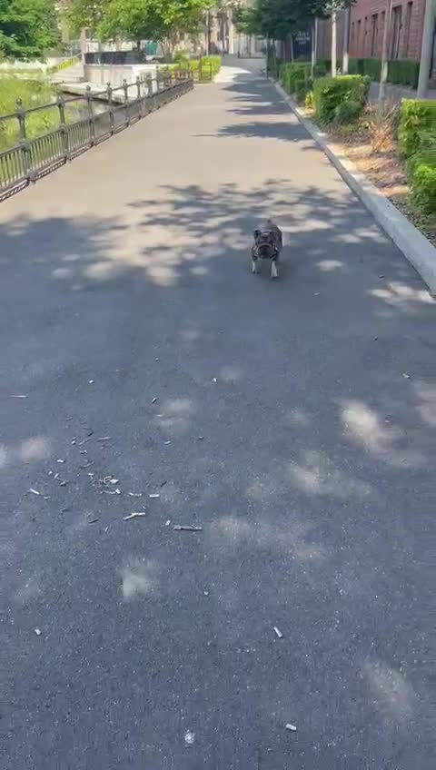 Mixed Breed dogs for sale: Well Behaved Frenchie (re-home) - Video 1