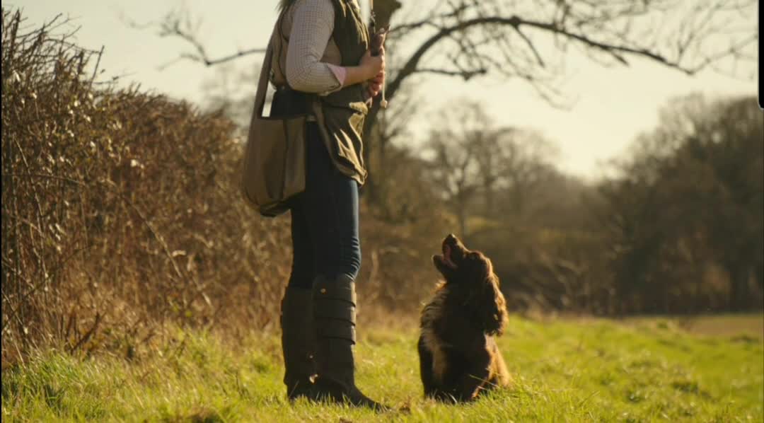 Cocker Spaniel dogs for stud: Champion Bred KC Cocker Spaniel & ALL Health Tests in Cranbrook - Video 2